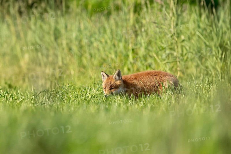 A red fox cub (Vulpes vulpes) curiously exploring its surroundings on a sunny morning. Endingen am Kaiserstuhl, Baden-Württemberg, Freiburg im Breisgau, Germany