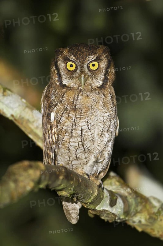 Tropical Screech Owl (Megascops choliba), Ecuador