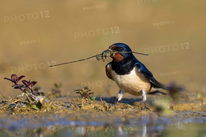 Barn Swallow (Hirundo rustica) with nesting material in its beak, North Rhine-Westphalia, Germany