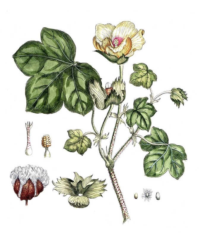 Ligustrum vulgare, Wild privet, digital reproduction of a historical original, between 1790 and 1810