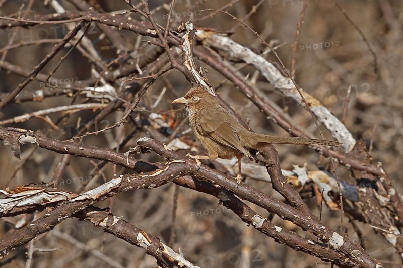 Scaly Chatterer (Turdoides aylmeri), Samburu, Kenya