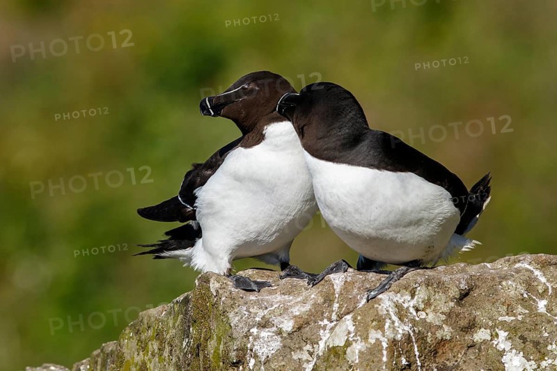 Razorbill (Alca torda), couple on cliff, Scotland, United Kingdom