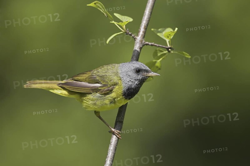 Mourning Warbler (Geothlypis philadelphia) male, Ontario, Canada