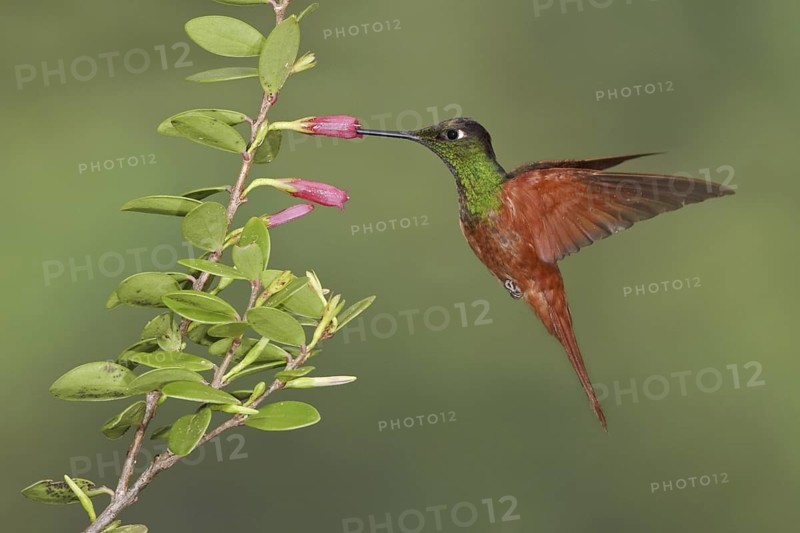 Rainbow Starfrontlet (Coeligena iris), Ecuador