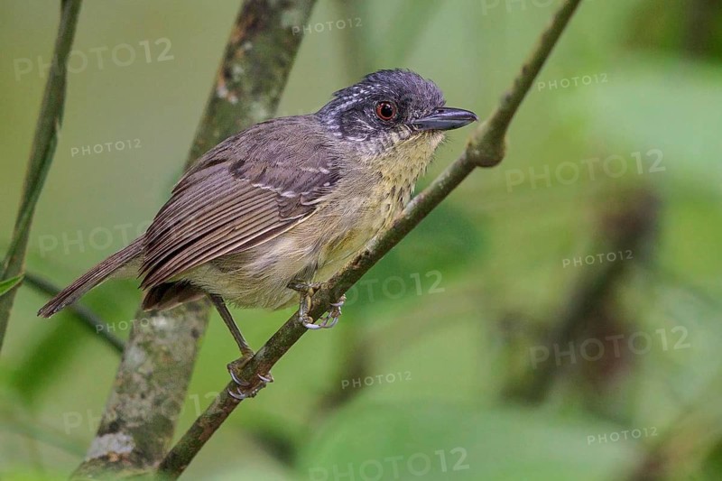 Spot-breasted Antvireo (Dysithamnus stictothorax) perched on a branch in the Atlantic rainforest of southeast Brazil