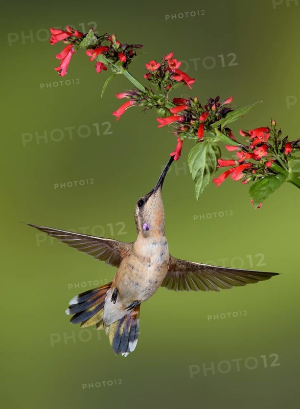 Lucifer Sheartail (Calothorax lucifer) male feeding on flower nectar, Texas, USA