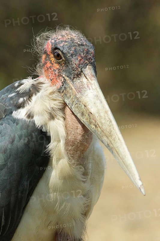 Marabou Stork (Leptoptilos crumenifer), Uganda