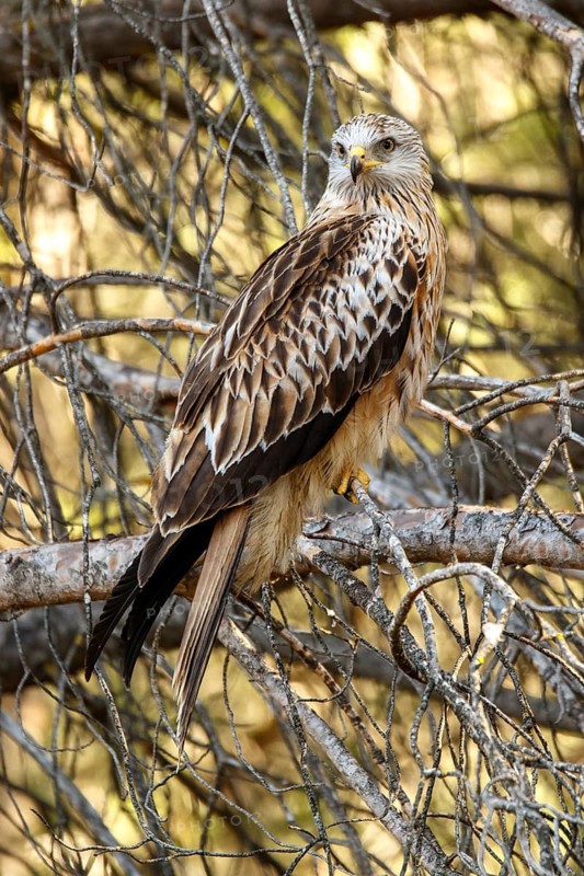 Red Kite (Milvus milvus), perched on a branch, Castile and Leon, Spain