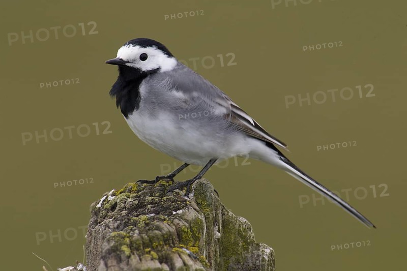 White Wagtail (Motacilla alba), Lower Saxony, Germany