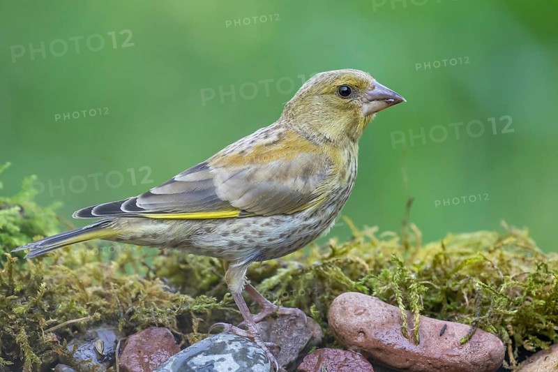 European Greenfinch (Chloris chloris) juvenile perched on the ground, Lower Saxony, Germany
