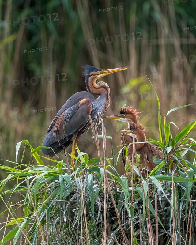 Purple heron (Ardea purpurea) with young birds in the nest, Oberhausen, Oberhausen-Rheinhausen, Baden-Württemberg, Germany