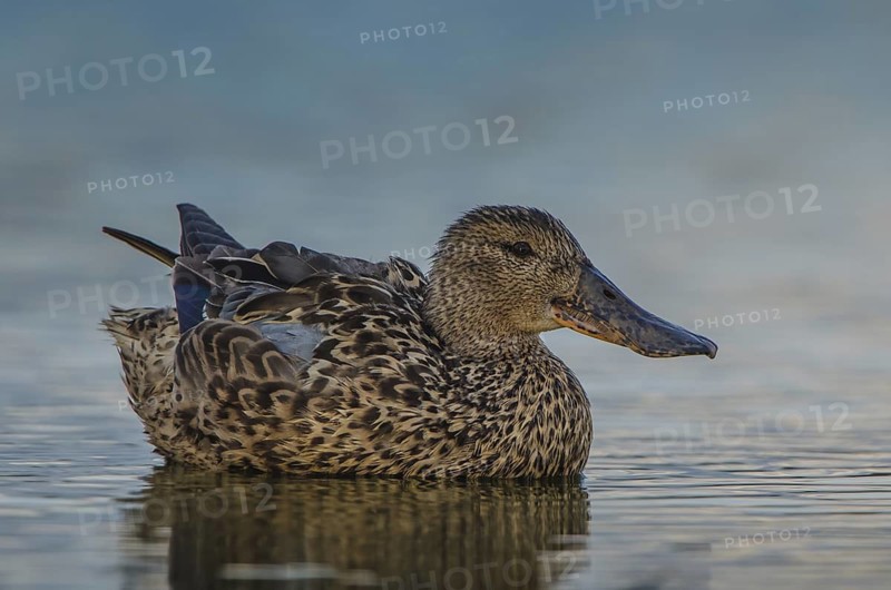 Northern Shoveler (Spatula clypeata), Schleswig-Holstein, Germany