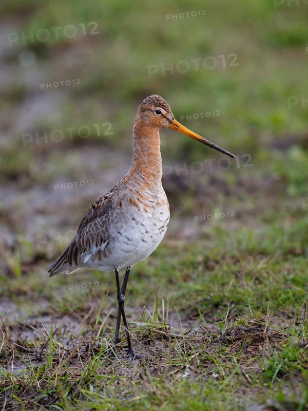 Black-tailed Godwit (Limosa limosa), Netherlands