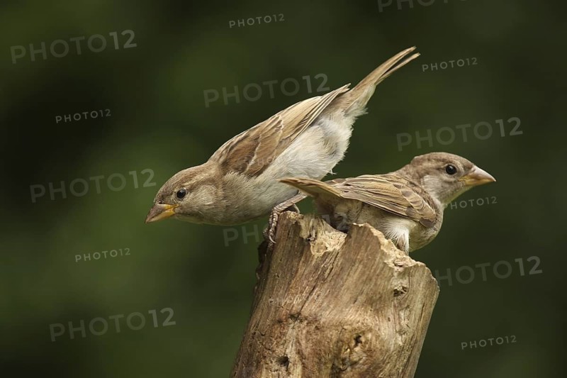 House Sparrow (Passer domesticus) juvenile, Lower Saxony, Germany