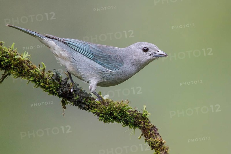 Sayaca Tanager (Thraupis sayaca) perched on a branch in the Atlantic rainforest of southeast Brazil