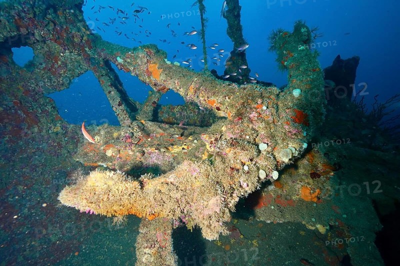 Anchor of a colorful shipwreck in the midst of a lively underwater landscape, dive site Wreck Michel C, Giens Peninsula, Mediterranean Sea, Porquerolles, Provence, Côte d'Azur, France