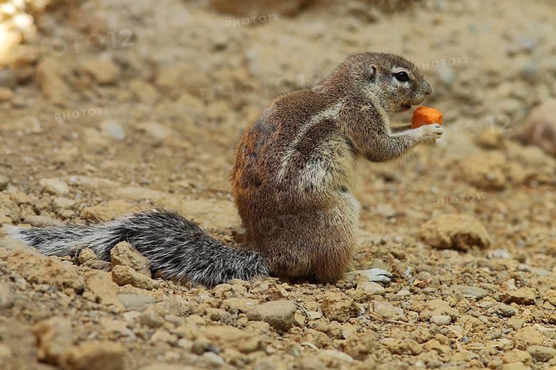 Cape bristle-thighed squirrel (Xerus inauris) feeding, captive