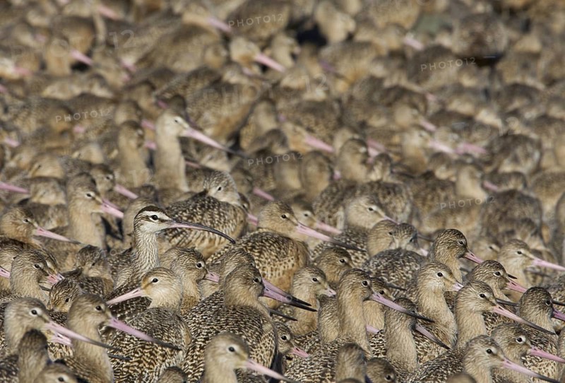 Marbled Godwit & Whimbrel (Limosa fedoa & Numenius phaeopus) large group, Washington, USA