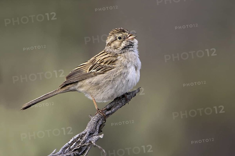 Brewer's Sparrow (Spizella breweri), Oregon, USA