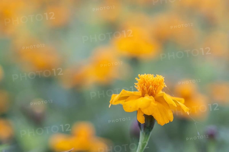 Marigolds (Tagetes), Emsland, Lower Saxony, Germany