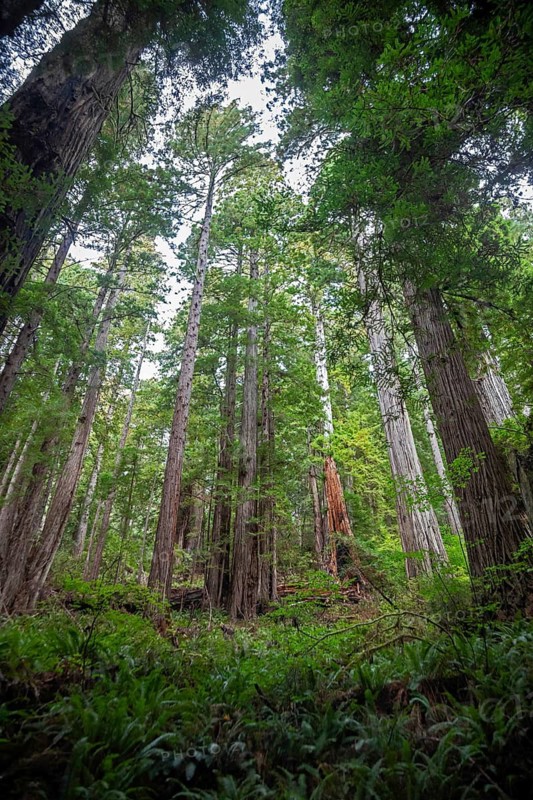 Klamath, California - Redwood trees (Sequoia sempervirens), the tallest trees in the world, in Prairie Creek Redwoods State Park. The park is part of Redwood National and State Parks on the Pacific Coast of northern California