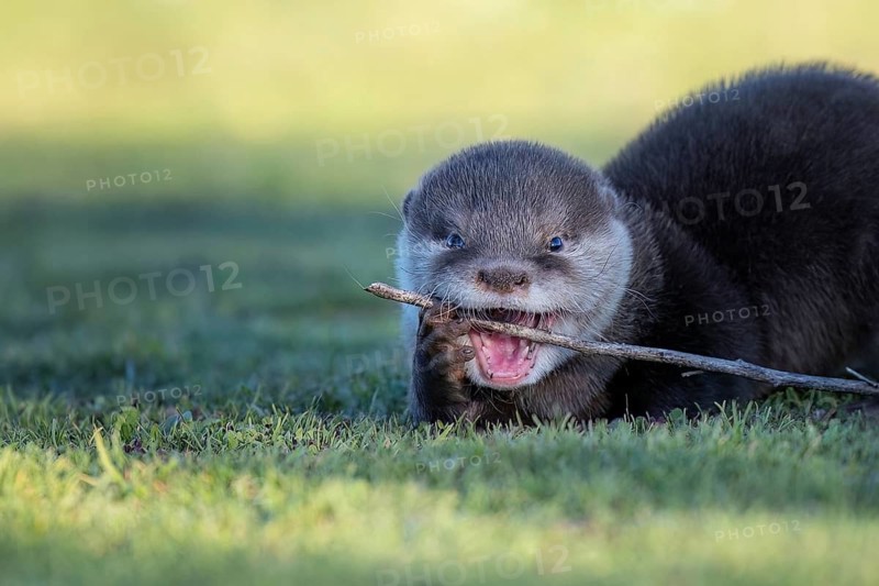 Eurasian Otter (Lutra lutra) young playing with stick, Castile-La Mancha, Spain