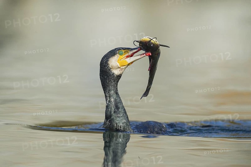 Great Cormorant (Phalacrocorax carbo) with Black bullhead (Ameiurus melas) prey in beak, Piedmont, Italy