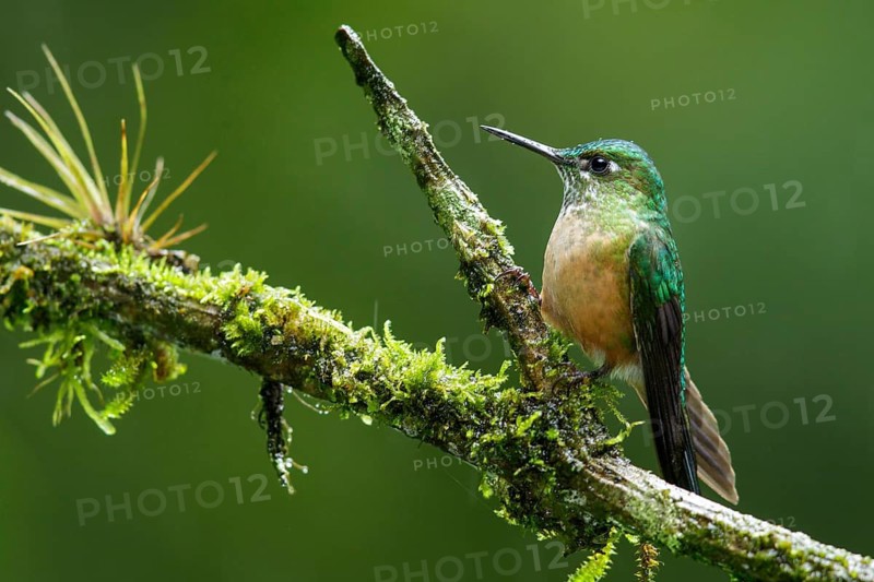 Long-tailed Sylph (Aglaiocercus kingi) perched on a branch in Ecuador