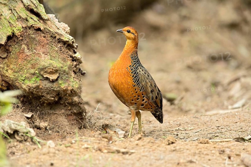 Ferruginous Partridge (Caloperdix oculeus oculeus) male perched on the ground, Pahang, Malaysia