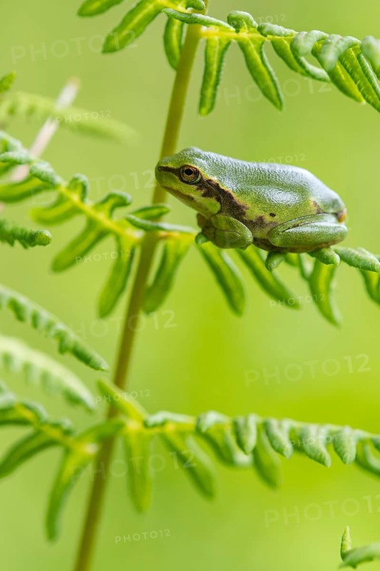 European tree frog (Hyla arborea), Zandvort, Netherlands