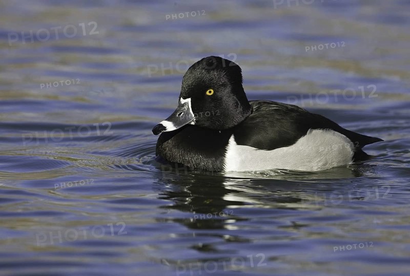 Ring-necked Duck (Aythya collaris) male, New Mexico, USA