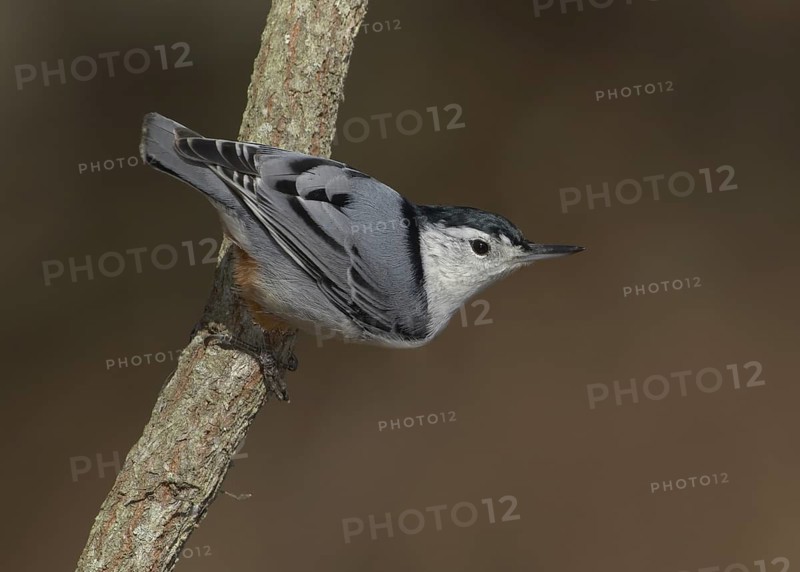 White-breasted Nuthatch (Sitta carolinensis), Ohio, USA