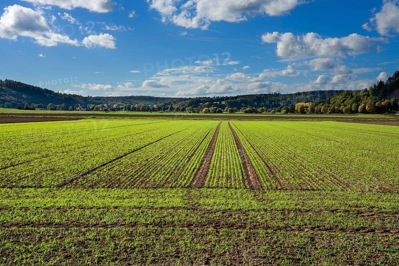 A barley field in October, Wesertal, Weserbergland, Germany