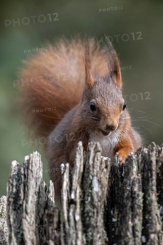Squirrel (Sciurus vulgaris), Emsland, Lower Saxony, Germany