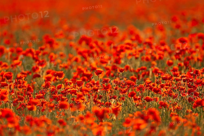Common field poppy (Papaver rhoeas) red wildflower poppies flowers in a poppyfield, Suffolk, England, United Kingdom