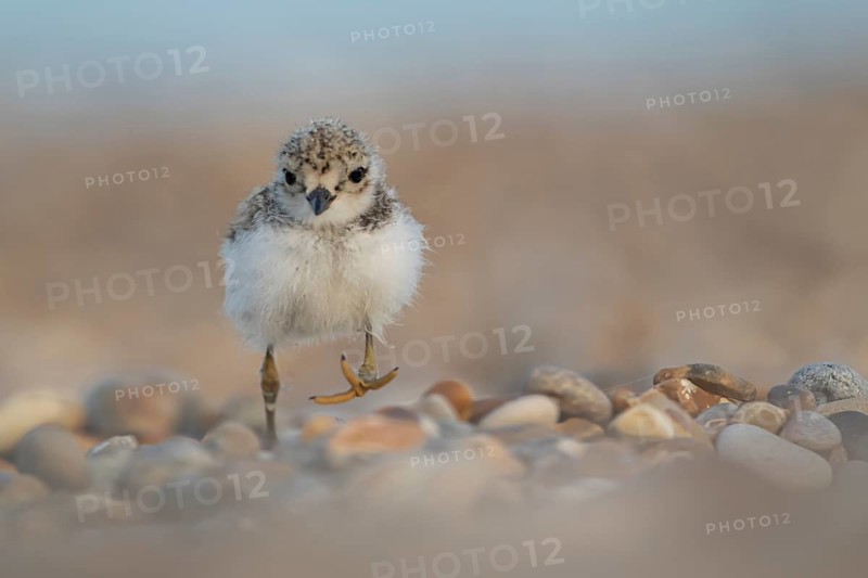 Ringed plover (Charadrius hiaticula) juvenile baby chick wading bird walking on a beach, Suffolk, England, United Kingdom