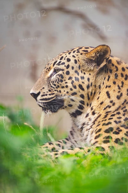 Leopard (Panthera pardus) lying in the bushes, captive, distribution africa