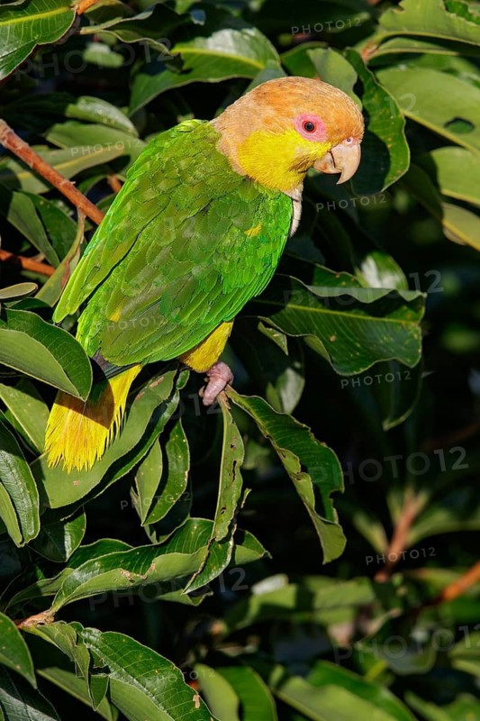 White-bellied Parrot (Pionites leucogaster) perched on a branch in the Amazon of Brazil