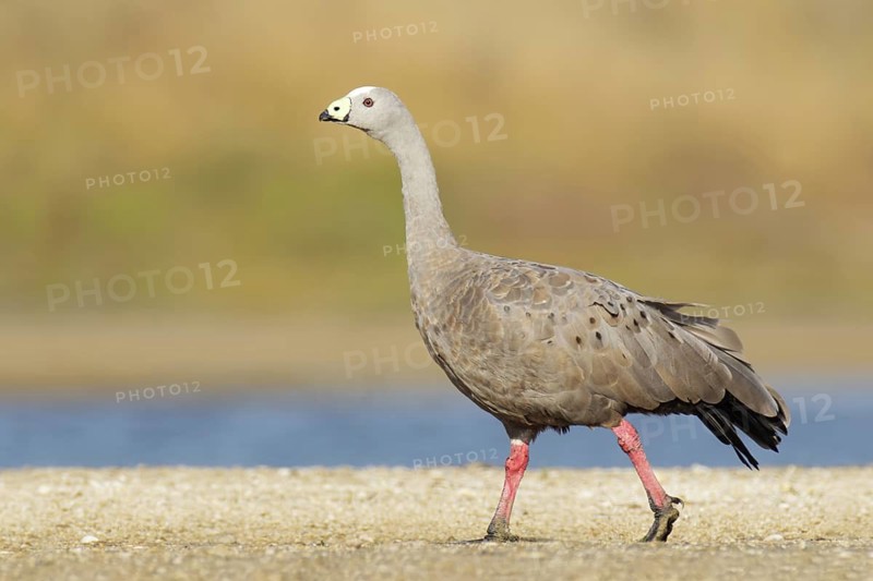Cape Barren Goose (Cereopsis novaehollandiae), Victoria, Australia