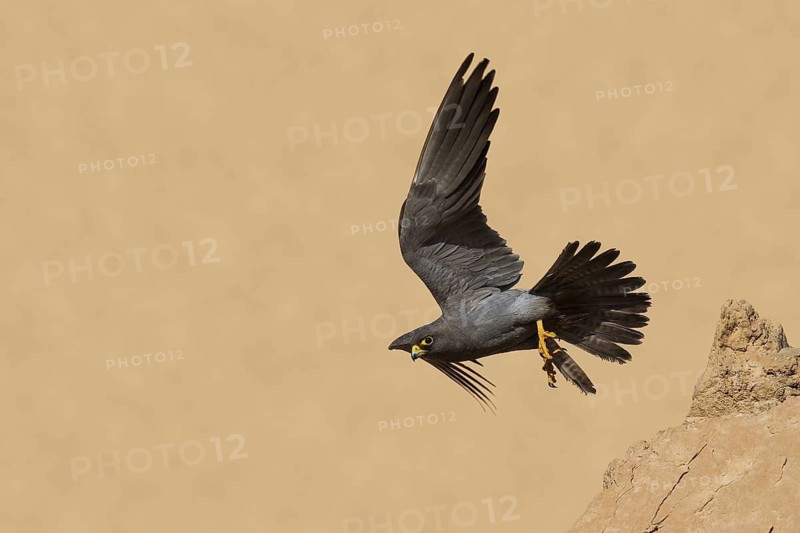 Sooty Falcon (Falco concolor) flying, Eilat, Israel