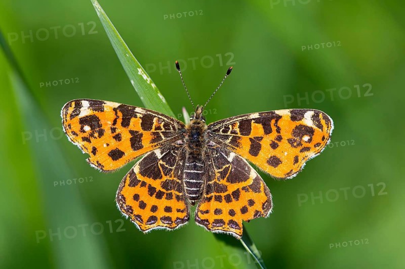 Land carat, (Araschnia levana), animals, insects, butterfly, butterfly, Lake Neusiedl, Andau, Burgenland, Austria