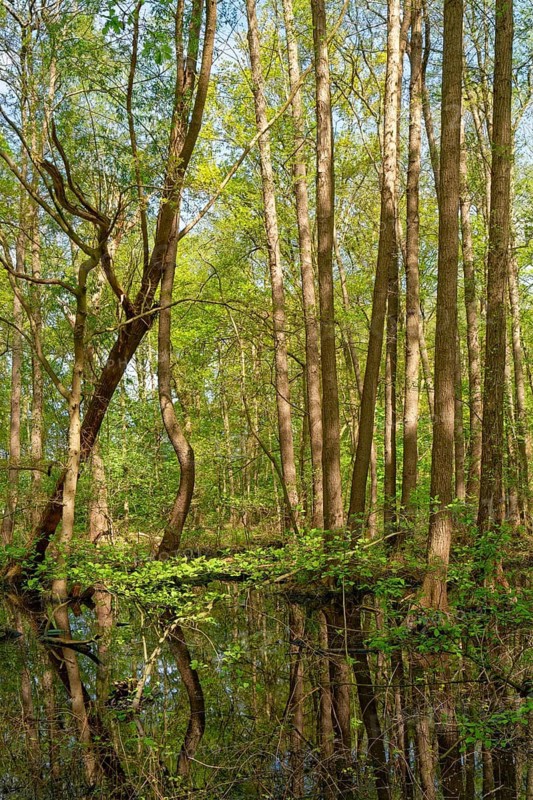 Trees grow in the water in the alluvial forest at Kirchwerder Mühlendamm, an old bird sanctuary in the Zollenspieker nature reserve. Kirchwerder, Hamburg, Germany