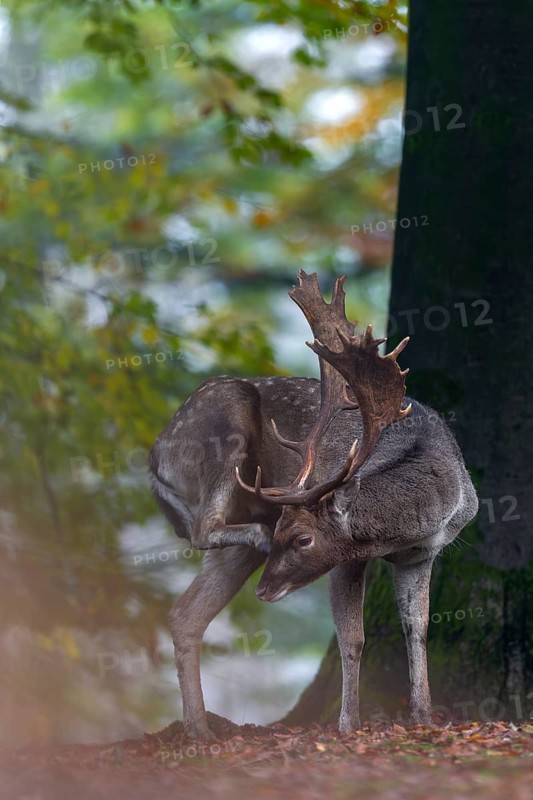 Relaxed fallow deer (Dama dama) scratches its head with its hind leg, rut, mating season, deer rut, autumn, October, Germany