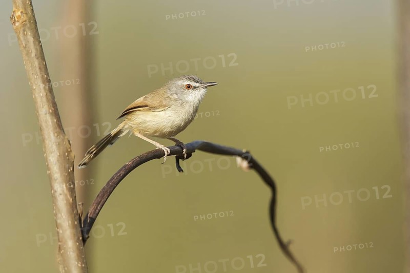 Rufescent Prinia (Prinia rufescens), Doi Lang, Thailand