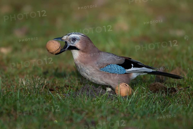 Eurasian Jay (Garrulus glandarius) with walnut in beak, Saxony, Germany