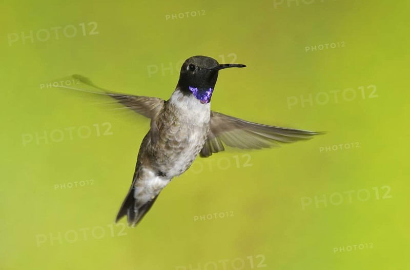 Black-chinned Hummingbird (Archilochus alexandri), Arizona, USA