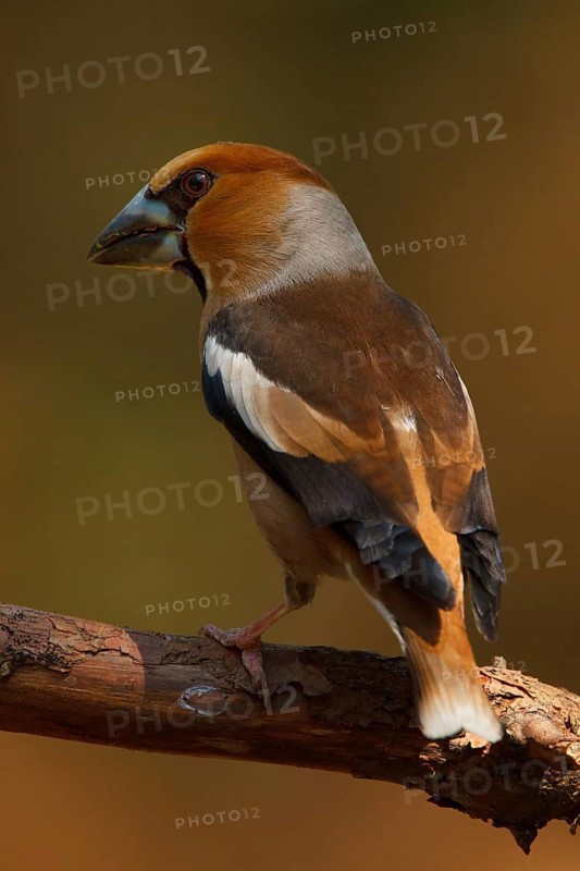 Hawfinch (Coccothraustes coccothraustes) male, Utrecht, Netherlands
