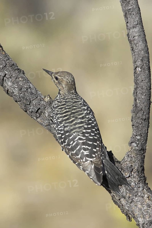 Williamson's Sapsucker (Sphyrapicus thyroideus) female, Oregon, USA