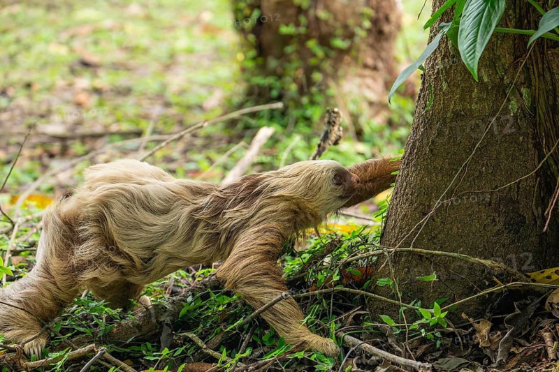Two toed sloth (Choloepus didactylus) rarely walking and crawling on the ground, heading to a tree. Puerto Viejo, Caribbean, Costa Rica