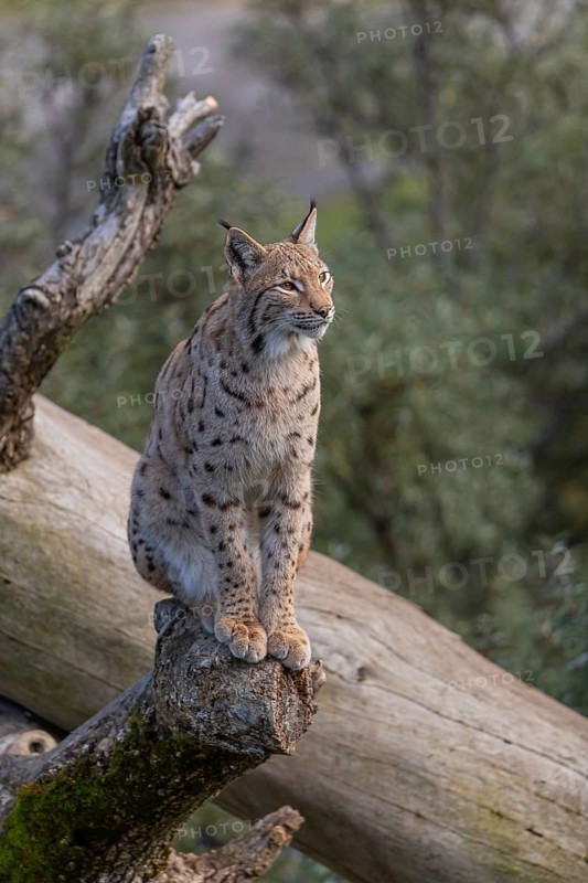 One Eurasian lynx, (Lynx lynx), sitting on a dead tree. Frontal view with green vegetation in the background